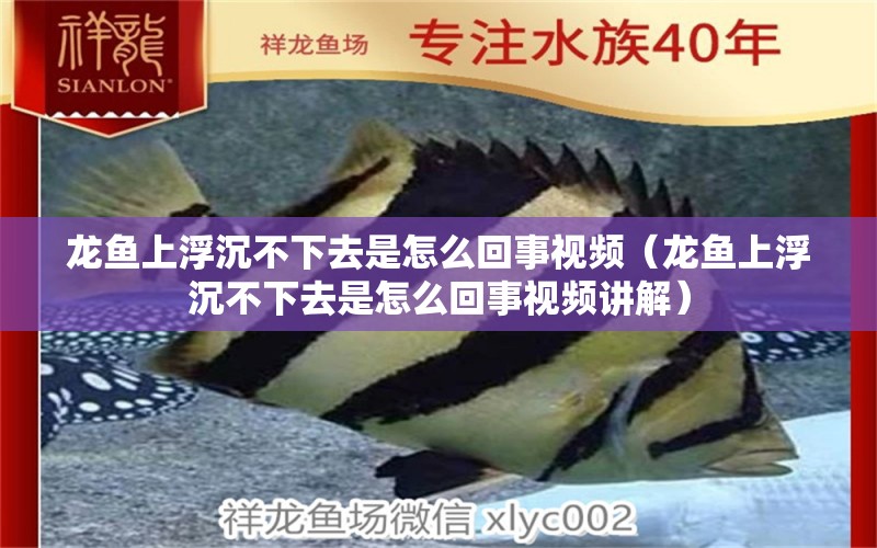 龍魚上浮沉不下去是怎么回事視頻（龍魚上浮沉不下去是怎么回事視頻講解） 廣州龍魚批發(fā)市場(chǎng)