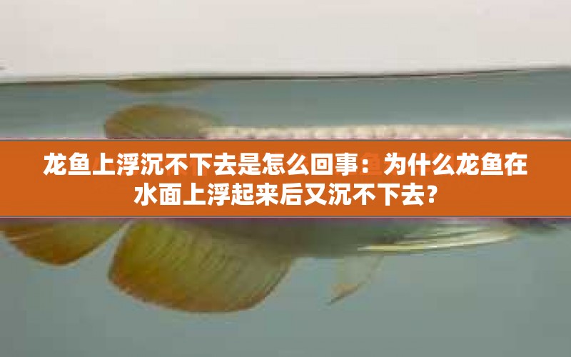 龍魚上浮沉不下去是怎么回事：為什么龍魚在水面上浮起來后又沉不下去？ 水族問答