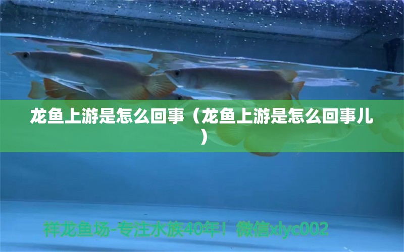 龍魚(yú)上游是怎么回事（龍魚(yú)上游是怎么回事兒） 觀賞魚(yú)市場(chǎng)（混養(yǎng)魚(yú)）