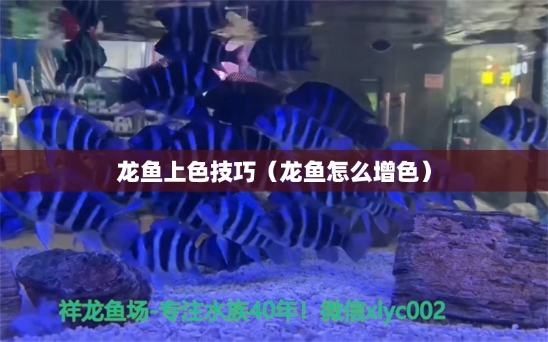 龍魚上色技巧（龍魚怎么增色） 黑云魚