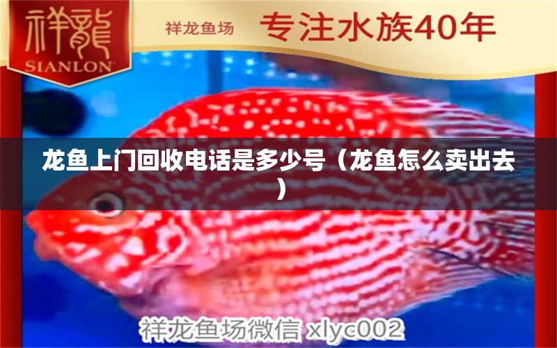 龍魚上門回收電話是多少號（龍魚怎么賣出去） 帝王血鉆