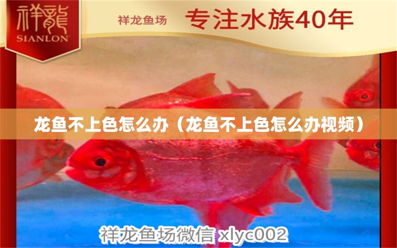 龍魚不上色怎么辦（龍魚不上色怎么辦視頻） 龍魚疾病與治療