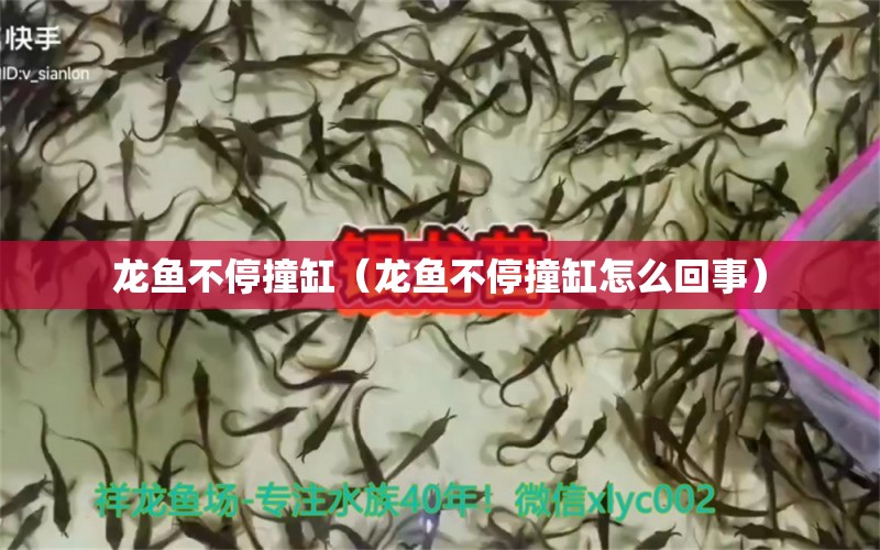 龍魚不停撞缸（龍魚不停撞缸怎么回事）