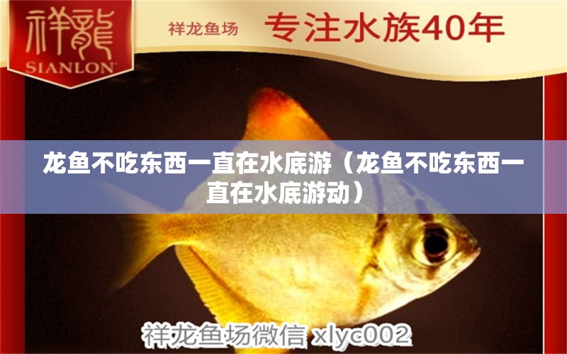 龍魚不吃東西一直在水底游（龍魚不吃東西一直在水底游動(dòng)） 龍魚疾病與治療