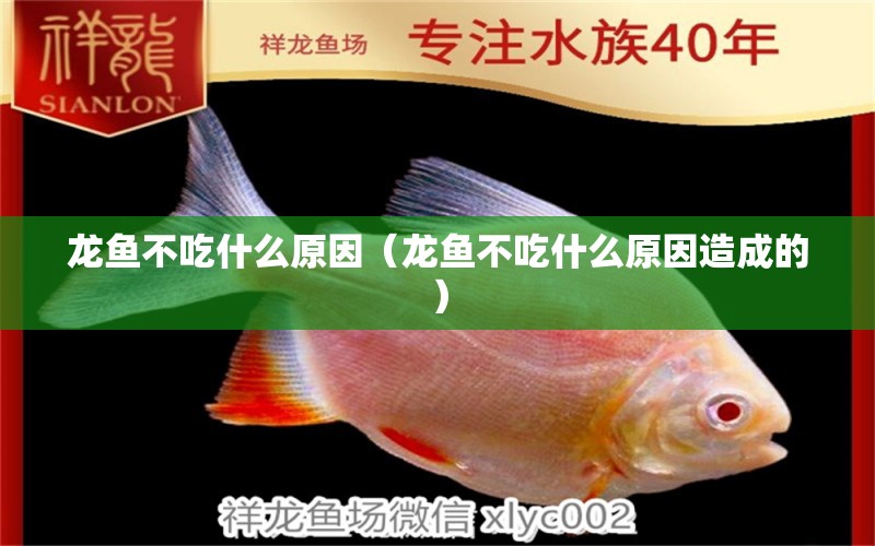 龍魚不吃什么原因（龍魚不吃什么原因造成的） 龍魚疾病與治療