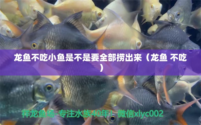 龍魚(yú)不吃小魚(yú)是不是要全部撈出來(lái)（龍魚(yú) 不吃） 養(yǎng)魚(yú)知識(shí)