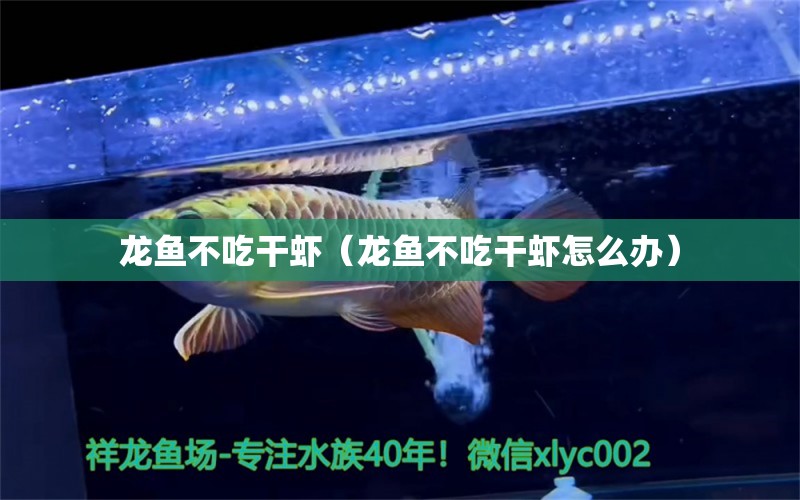 龍魚(yú)不吃干蝦（龍魚(yú)不吃干蝦怎么辦）