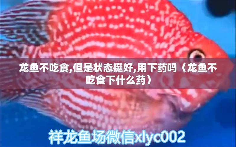 龍魚(yú)不吃食,但是狀態(tài)挺好,用下藥嗎（龍魚(yú)不吃食下什么藥） 龍魚(yú)疾病與治療