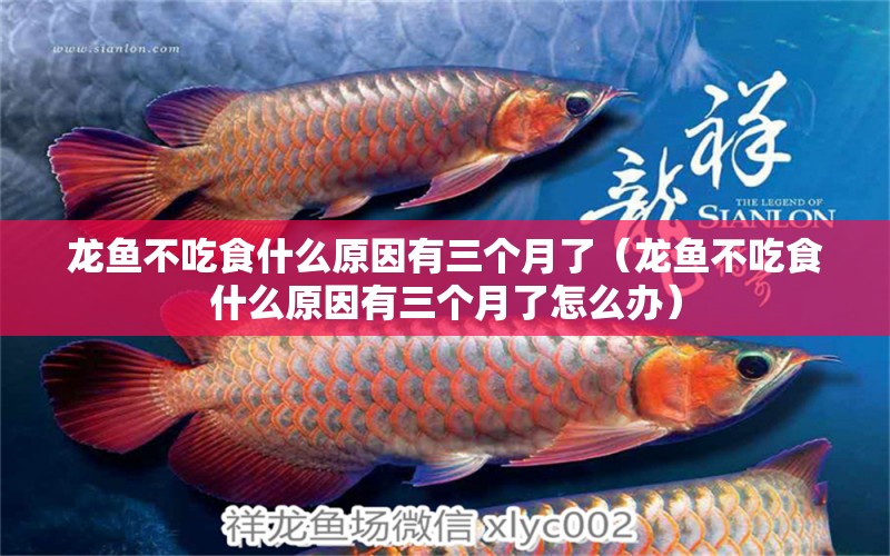 龍魚不吃食什么原因有三個月了（龍魚不吃食什么原因有三個月了怎么辦） 龍魚疾病與治療