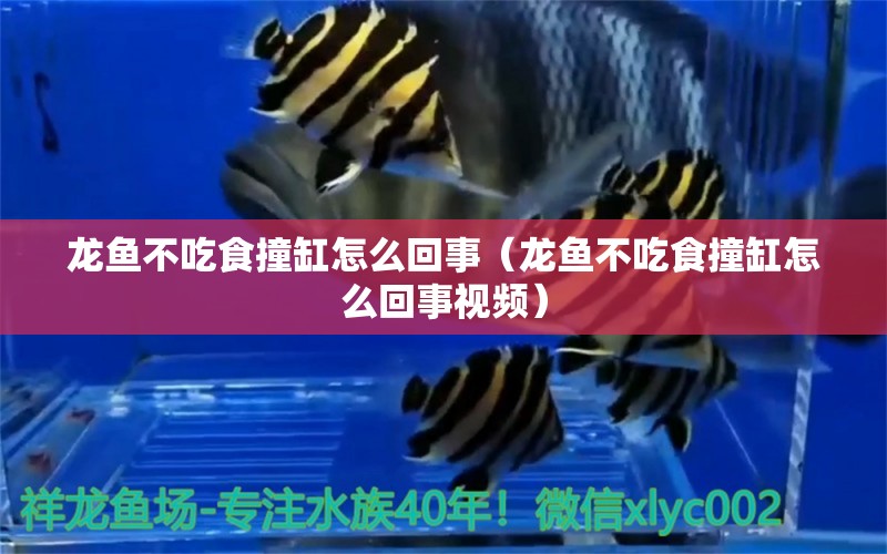 龍魚(yú)不吃食撞缸怎么回事（龍魚(yú)不吃食撞缸怎么回事視頻） 除藻劑