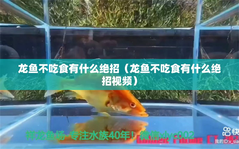 龍魚不吃食有什么絕招（龍魚不吃食有什么絕招視頻） 龍魚疾病與治療