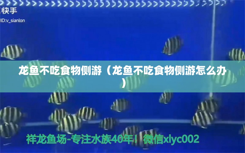 龍魚不吃食物側(cè)游（龍魚不吃食物側(cè)游怎么辦） 魚缸清潔用具