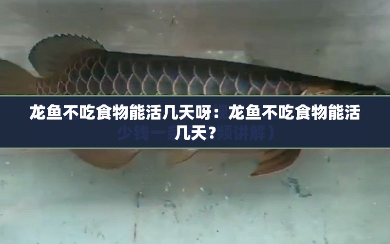 龍魚不吃食物能活幾天呀：龍魚不吃食物能活幾天？ 水族問答 第1張