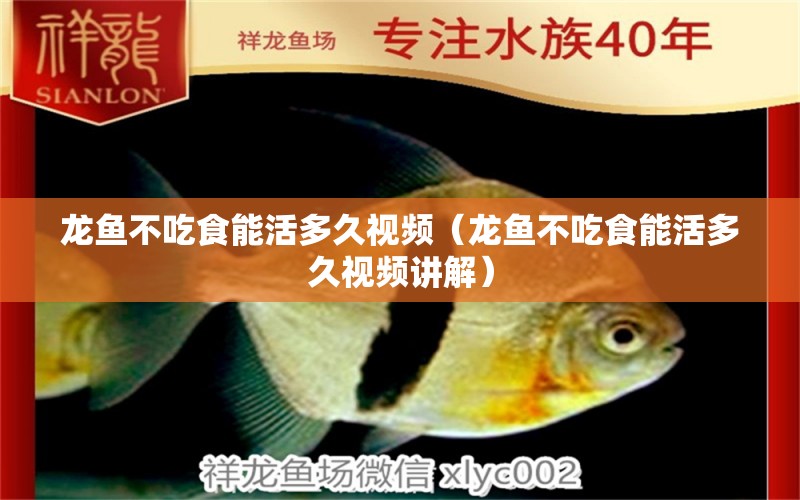 龍魚不吃食能活多久視頻（龍魚不吃食能活多久視頻講解） 祥龍魚場