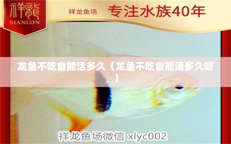 龍魚不吃食能活多久（龍魚不吃食能活多久呀） 祥龍水族醫(yī)院