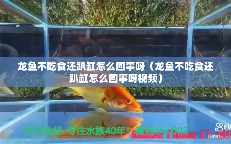 龍魚不吃食還趴缸怎么回事呀（龍魚不吃食還趴缸怎么回事呀視頻）