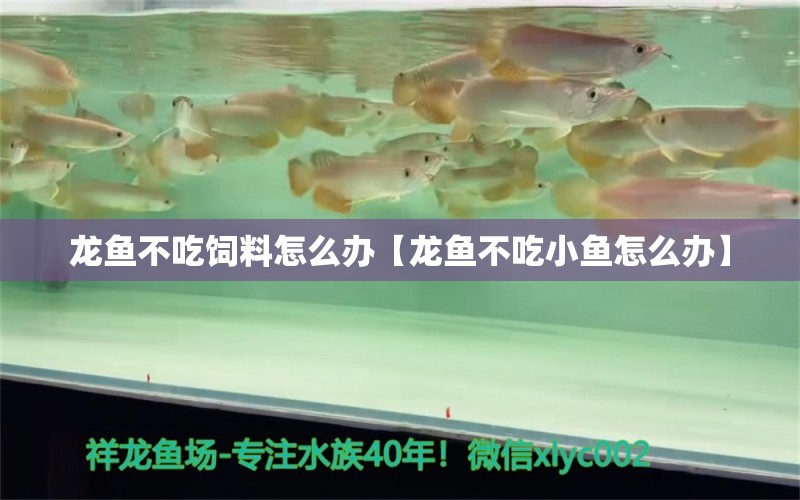 龍魚不吃飼料怎么辦【龍魚不吃小魚怎么辦】