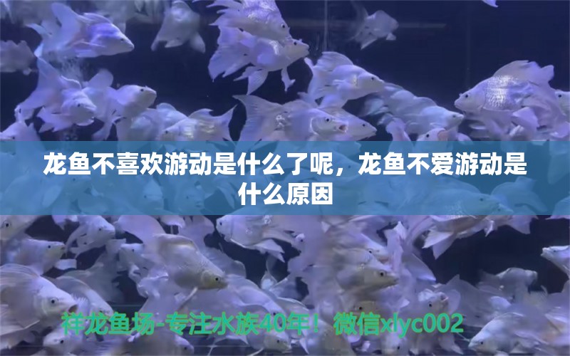 龍魚(yú)不喜歡游動(dòng)是什么了呢，龍魚(yú)不愛(ài)游動(dòng)是什么原因