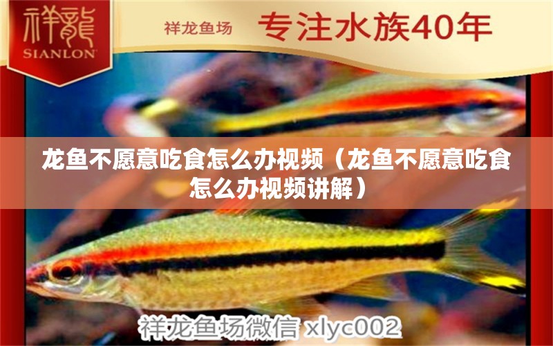 龍魚不愿意吃食怎么辦視頻（龍魚不愿意吃食怎么辦視頻講解）