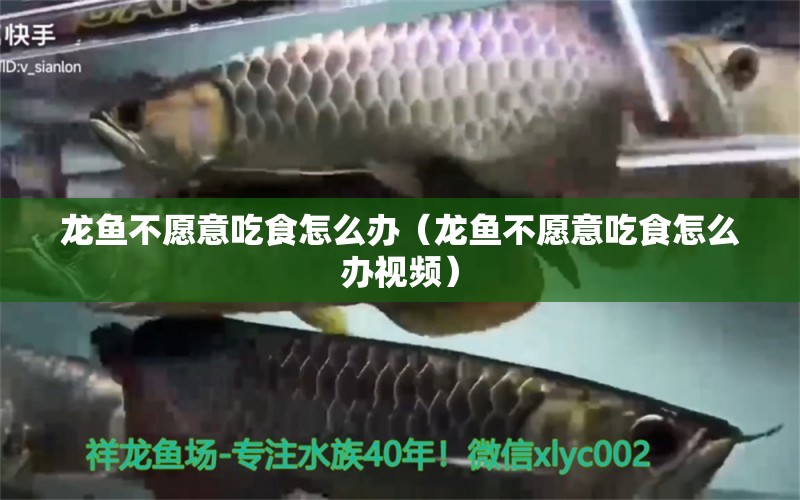 龍魚不愿意吃食怎么辦（龍魚不愿意吃食怎么辦視頻）