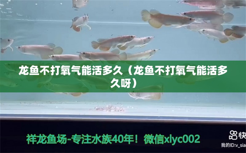 龍魚不打氧氣能活多久（龍魚不打氧氣能活多久呀） 大嘴鯨魚