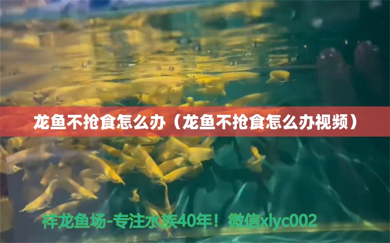 龍魚不搶食怎么辦（龍魚不搶食怎么辦視頻） 廣州龍魚批發(fā)市場