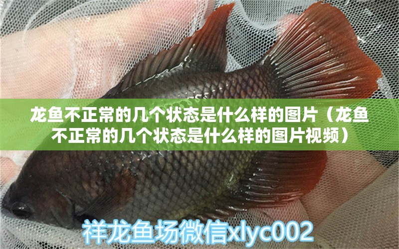 龍魚不正常的幾個狀態(tài)是什么樣的圖片（龍魚不正常的幾個狀態(tài)是什么樣的圖片視頻）