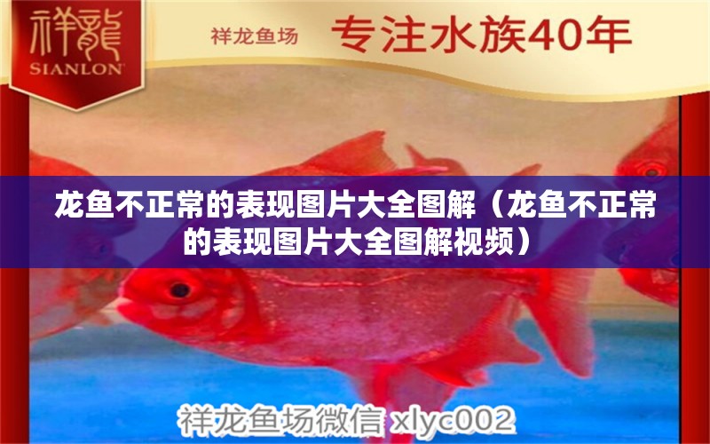 龍魚不正常的表現(xiàn)圖片大全圖解（龍魚不正常的表現(xiàn)圖片大全圖解視頻） 龍魚疾病與治療