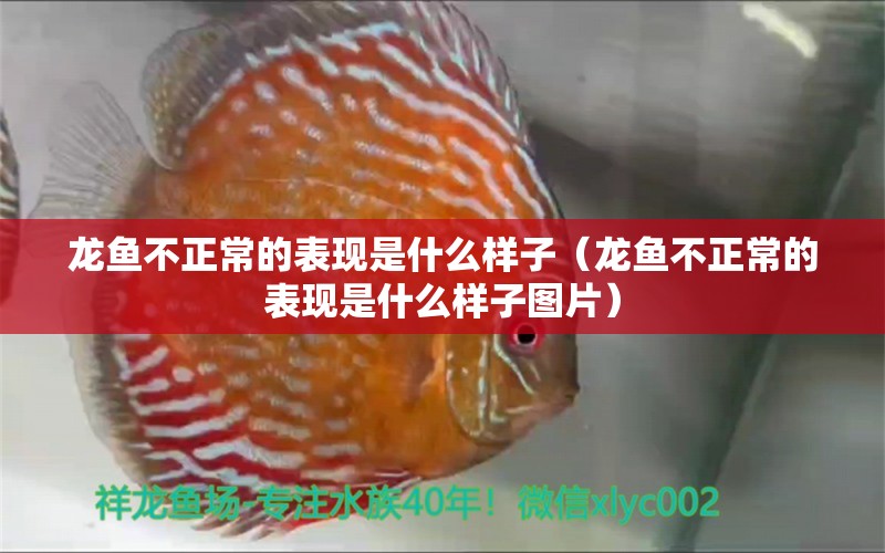 龍魚不正常的表現(xiàn)是什么樣子（龍魚不正常的表現(xiàn)是什么樣子圖片） 龍魚疾病與治療