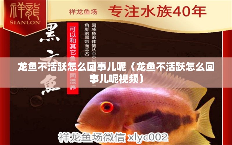 龍魚不活躍怎么回事兒呢（龍魚不活躍怎么回事兒呢視頻）