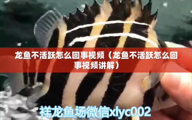 龍魚不活躍怎么回事視頻（龍魚不活躍怎么回事視頻講解）