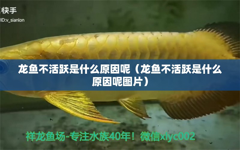 龍魚不活躍是什么原因呢（龍魚不活躍是什么原因呢圖片）