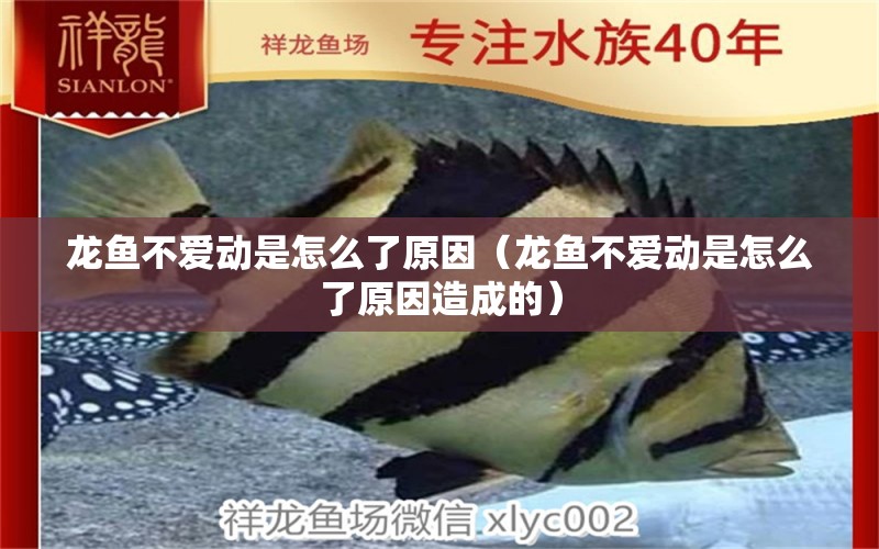 龍魚(yú)不愛(ài)動(dòng)是怎么了原因（龍魚(yú)不愛(ài)動(dòng)是怎么了原因造成的）