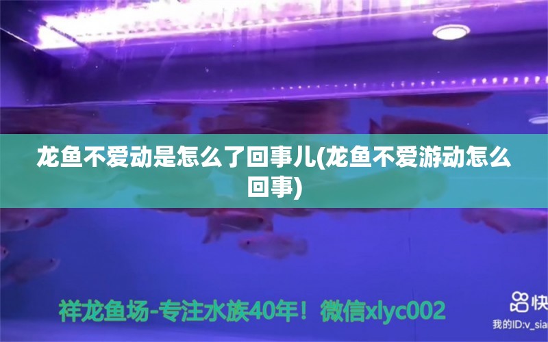 龍魚不愛動是怎么了回事兒(龍魚不愛游動怎么回事) 金頭過背金龍魚 第1張