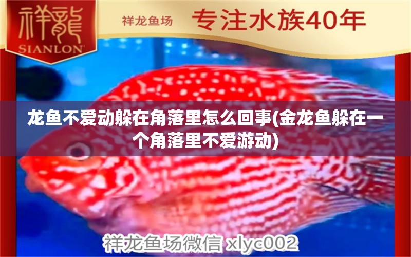 龍魚不愛動躲在角落里怎么回事(金龍魚躲在一個角落里不愛游動) 白化火箭魚