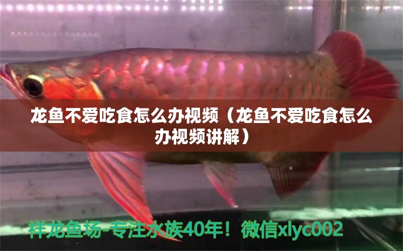 龍魚不愛吃食怎么辦視頻（龍魚不愛吃食怎么辦視頻講解）