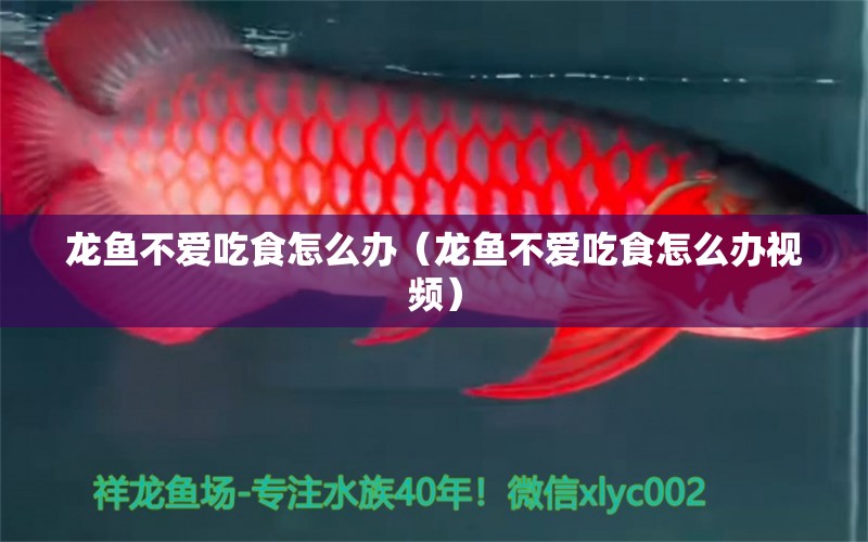 龍魚(yú)不愛(ài)吃食怎么辦（龍魚(yú)不愛(ài)吃食怎么辦視頻） 龍魚(yú)疾病與治療