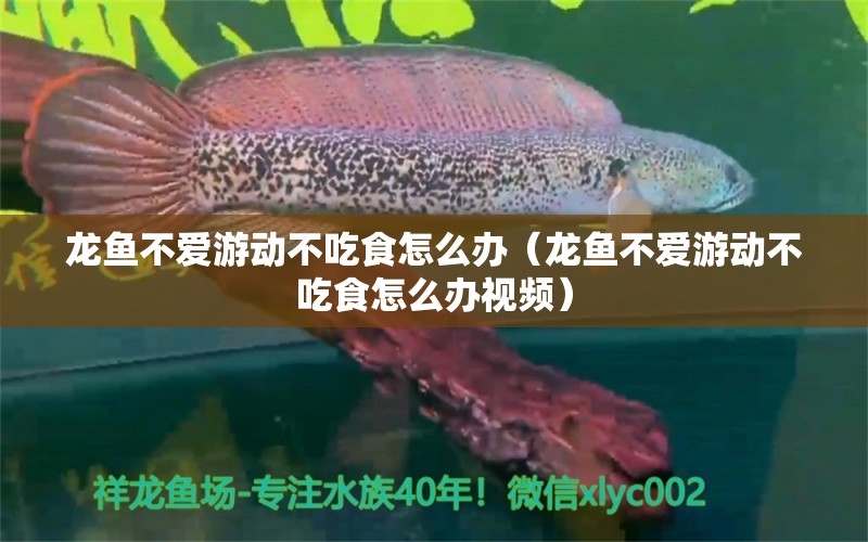 龍魚不愛游動不吃食怎么辦（龍魚不愛游動不吃食怎么辦視頻）