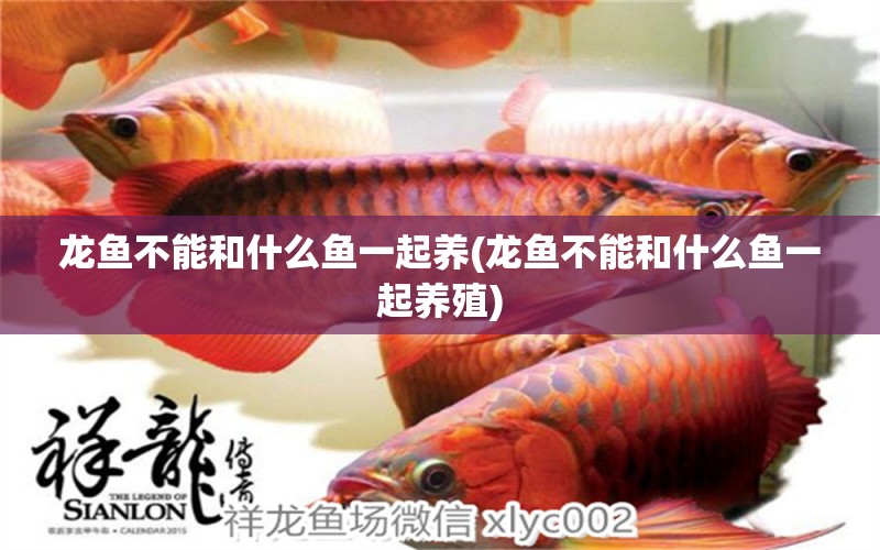 龍魚不能和什么魚一起養(yǎng)(龍魚不能和什么魚一起養(yǎng)殖) 大嘴鯨魚