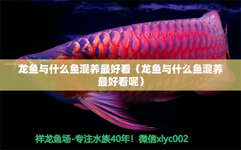 龍魚(yú)與什么魚(yú)混養(yǎng)最好看（龍魚(yú)與什么魚(yú)混養(yǎng)最好看呢）