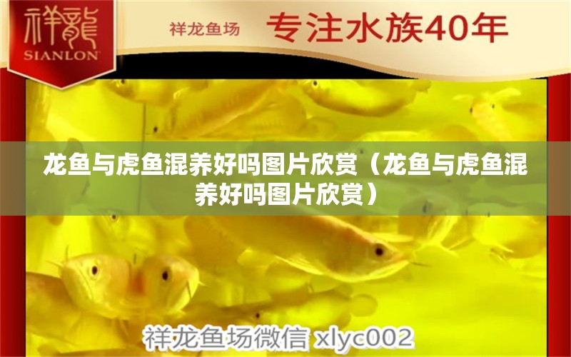 龍魚與虎魚混養(yǎng)好嗎圖片欣賞（龍魚與虎魚混養(yǎng)好嗎圖片欣賞）