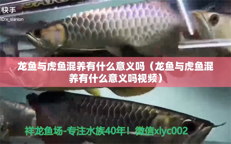 龍魚與虎魚混養(yǎng)有什么意義嗎（龍魚與虎魚混養(yǎng)有什么意義嗎視頻）