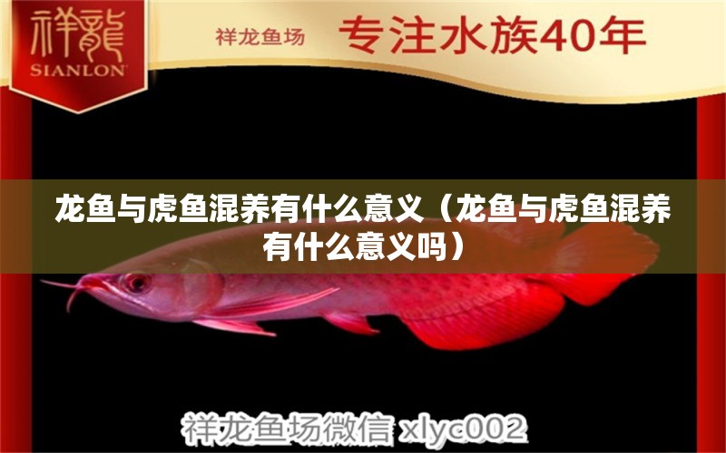 龍魚與虎魚混養(yǎng)有什么意義（龍魚與虎魚混養(yǎng)有什么意義嗎） 虎魚百科