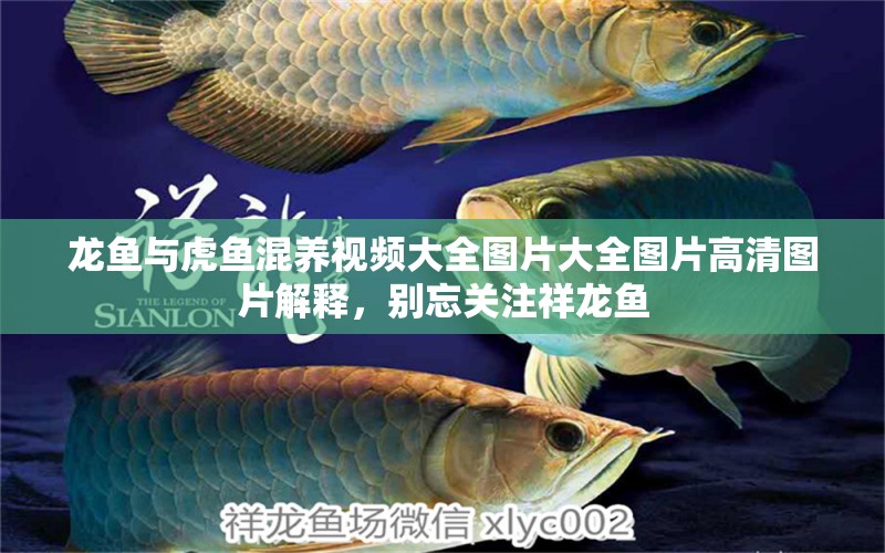 龍魚與虎魚混養(yǎng)視頻大全圖片大全圖片高清圖片解釋，別忘關注祥龍魚 虎魚百科