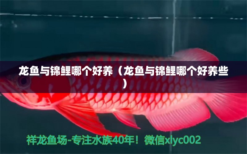 龍魚與錦鯉哪個(gè)好養(yǎng)（龍魚與錦鯉哪個(gè)好養(yǎng)些）