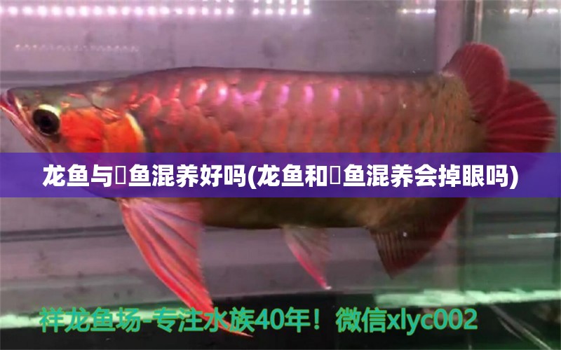 龍魚與魟魚混養(yǎng)好嗎(龍魚和魟魚混養(yǎng)會掉眼嗎)