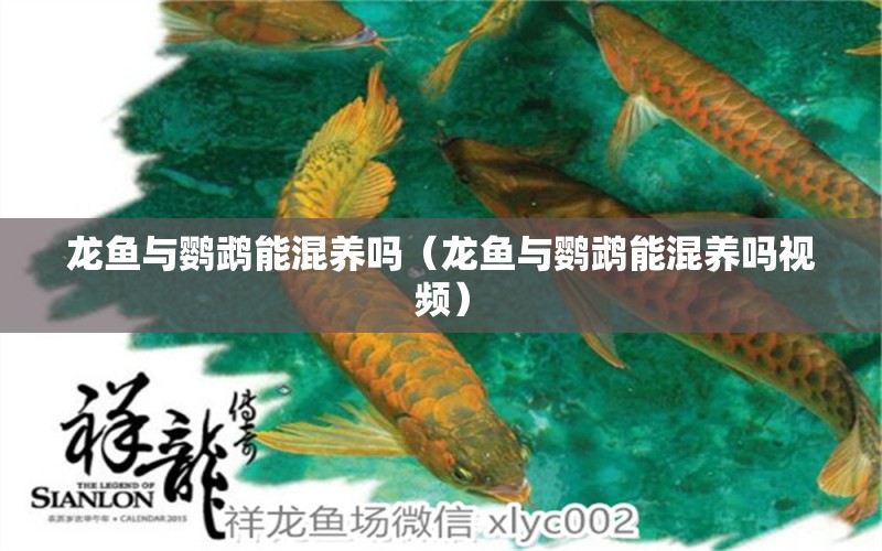 龍魚(yú)與鸚鵡能混養(yǎng)嗎（龍魚(yú)與鸚鵡能混養(yǎng)嗎視頻） 鸚鵡魚(yú)