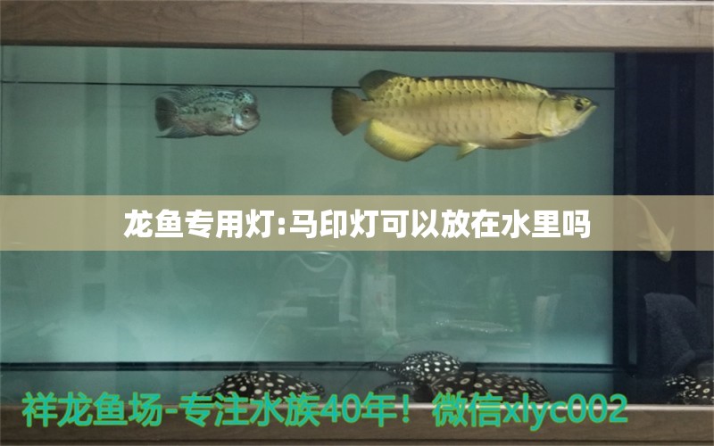 龍魚專用燈:馬印燈可以放在水里嗎 馬印水族 第1張