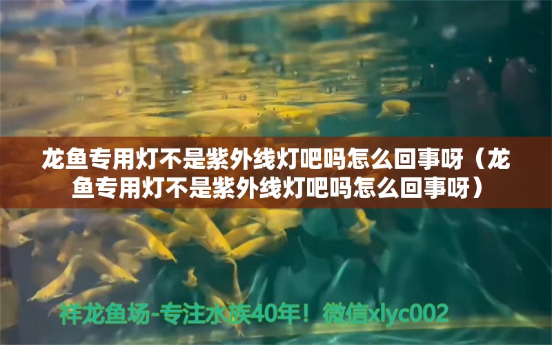 龍魚專用燈不是紫外線燈吧嗎怎么回事呀（龍魚專用燈不是紫外線燈吧嗎怎么回事呀）