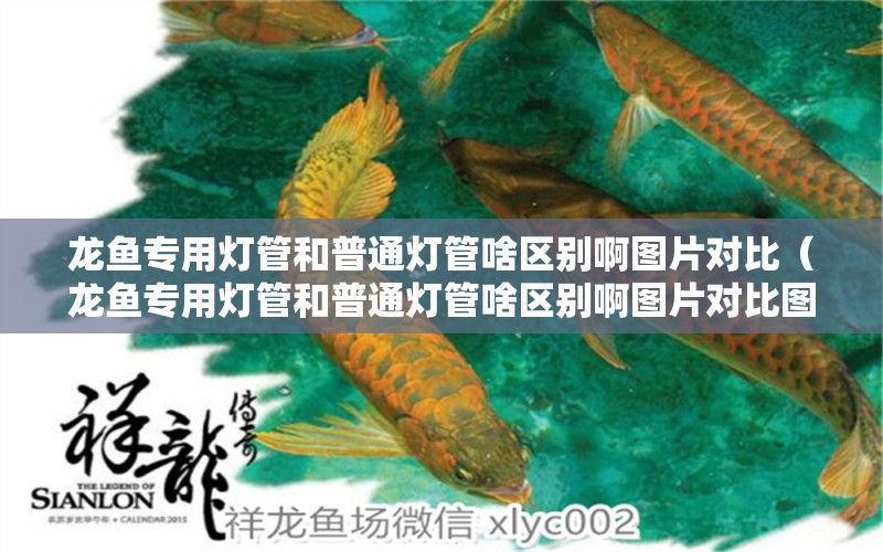 龍魚(yú)專(zhuān)用燈管和普通燈管啥區(qū)別啊圖片對(duì)比（龍魚(yú)專(zhuān)用燈管和普通燈管啥區(qū)別啊圖片對(duì)比圖）